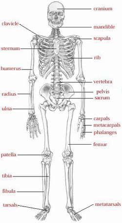 Skeletal System - Mrs. Andrews' 7th Grade Life Science